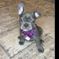 Marvel, a female French Bulldog for sale in Mosca, CO – Photo 3 of 3