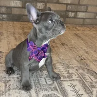 Marvel, a female French Bulldog for sale in Mosca, CO – Photo 1 of 3