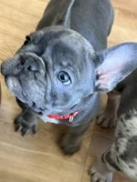 Birdie, a female French Bulldog for sale in Mosca, CO – 6 of 6