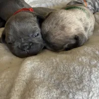 Birdie, a female French Bulldog for sale in Mosca, CO – Photo 8 of 8