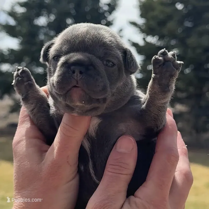 Birdie – French Bulldog puppy for sale in Mosca, CO