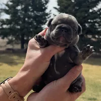Birdie, a female French Bulldog for sale in Mosca, CO – Photo 3 of 8