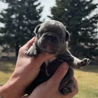 Birdie, a female French Bulldog for sale in Mosca, CO – Photo 4 of 8