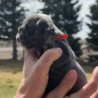 Birdie, a female French Bulldog for sale in Mosca, CO – Photo 2 of 8