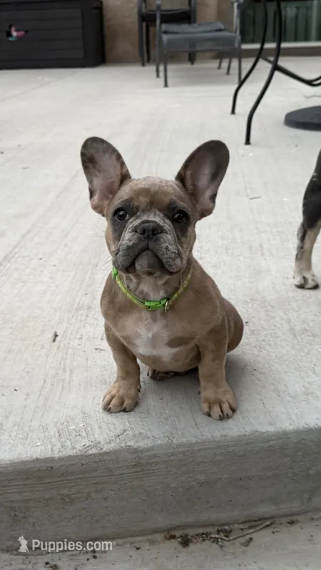 Sprout – French Bulldog puppy for sale in Mosca, CO