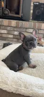 Blossom, a female French Bulldog for sale in Mosca, CO – 3 of 5