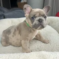 Sprout, a male French Bulldog for sale in Mosca, CO – 8 of 9