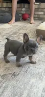 Blossom, a female French Bulldog for sale in Mosca, CO – 5 of 5