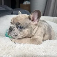 Sprout, a male French Bulldog for sale in Mosca, CO – 6 of 9