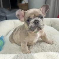 Sprout, a male French Bulldog for sale in Mosca, CO – 5 of 9