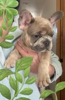 Sprout, a male French Bulldog for sale in Mosca, CO – 3 of 9