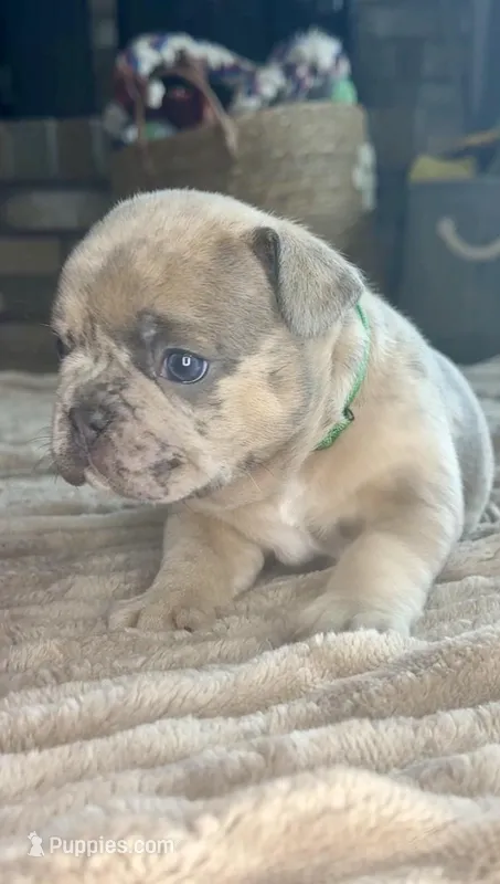 Sprout – French Bulldog puppy for sale in Mosca, CO