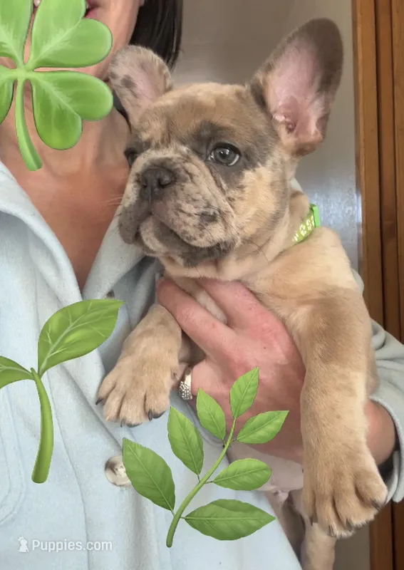 Sprout – French Bulldog puppy for sale in Mosca, CO