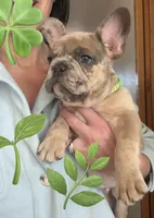 Sprout, a male French Bulldog for sale in Mosca, CO – 1 of 9