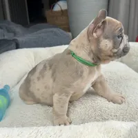 Sprout, a male French Bulldog for sale in Mosca, CO – 7 of 9