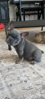 Blossom, a female French Bulldog for sale in Mosca, CO – 4 of 5