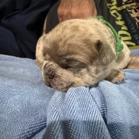 Sprout, a male French Bulldog for sale in Mosca, CO – Photo 3 of 5