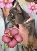 Blossom, a female French Bulldog for sale in Mosca, CO – 2 of 5