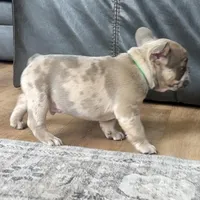 Sprout, a male French Bulldog for sale in Mosca, CO – 9 of 9