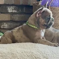 Sprout, a male French Bulldog for sale in Mosca, CO – 2 of 9