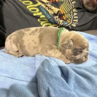 Sprout, a male French Bulldog for sale in Mosca, CO – Photo 5 of 5