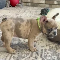 Sprout, a male French Bulldog for sale in Mosca, CO – 4 of 9