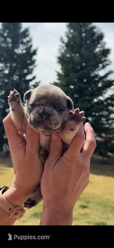 Sprout – French Bulldog puppy for sale in Mosca, CO