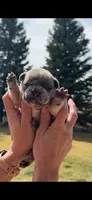 Sprout, a male French Bulldog for sale in Mosca, CO – Photo 1 of 5