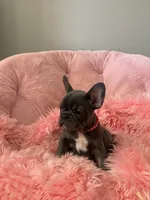 Birdie, a female French Bulldog for sale in Mosca, CO – 4 of 6