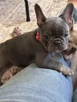 Birdie, a female French Bulldog for sale in Mosca, CO – 5 of 6