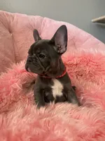 Birdie, a female French Bulldog for sale in Mosca, CO – 3 of 6
