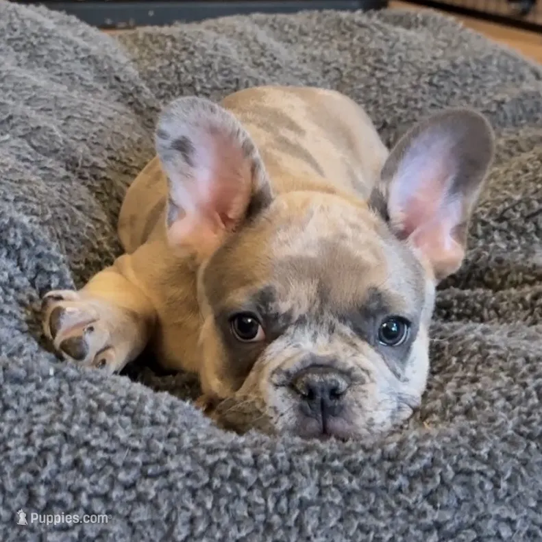 Sprout – French Bulldog puppy for sale in Mosca, CO
