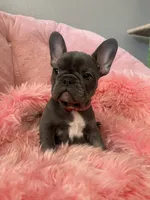 Birdie, a female French Bulldog for sale in Mosca, CO – 2 of 6