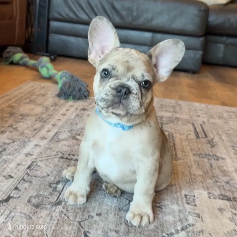 Breeze – French Bulldog puppy for sale in Mosca, CO