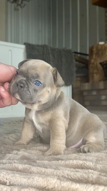 Finch – French Bulldog puppy for sale in Mosca, CO