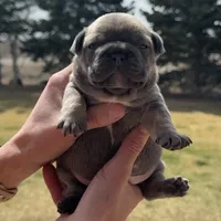 Finch, a male French Bulldog for sale in Mosca, CO – Photo 2 of 7