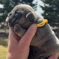 Finch, a male French Bulldog for sale in Mosca, CO – Photo 4 of 7