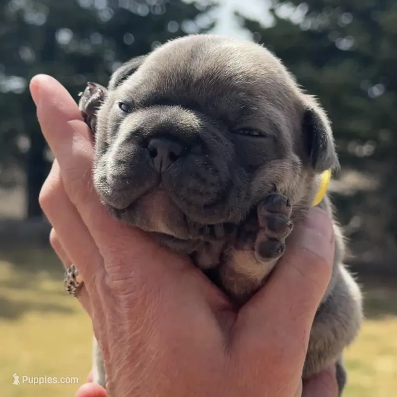 Finch – French Bulldog puppy for sale in Mosca, CO