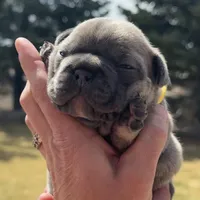 Finch, a male French Bulldog for sale in Mosca, CO – Photo 1 of 7