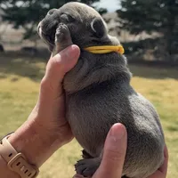 Finch, a male French Bulldog for sale in Mosca, CO – Photo 3 of 7