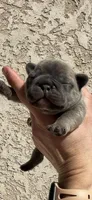 Finch, a male French Bulldog for sale in Mosca, CO – Photo 5 of 7