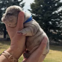 Breeze, a male French Bulldog for sale in Mosca, CO – Photo 1 of 7