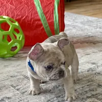 Breeze, a male French Bulldog for sale in Mosca, CO – 10 of 10