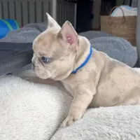 Breeze, a male French Bulldog for sale in Mosca, CO – 7 of 10