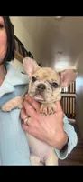 Breeze, a male French Bulldog for sale in Mosca, CO – 6 of 10