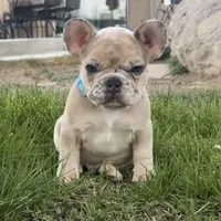 Breeze, a male French Bulldog for sale in Mosca, CO – 3 of 10