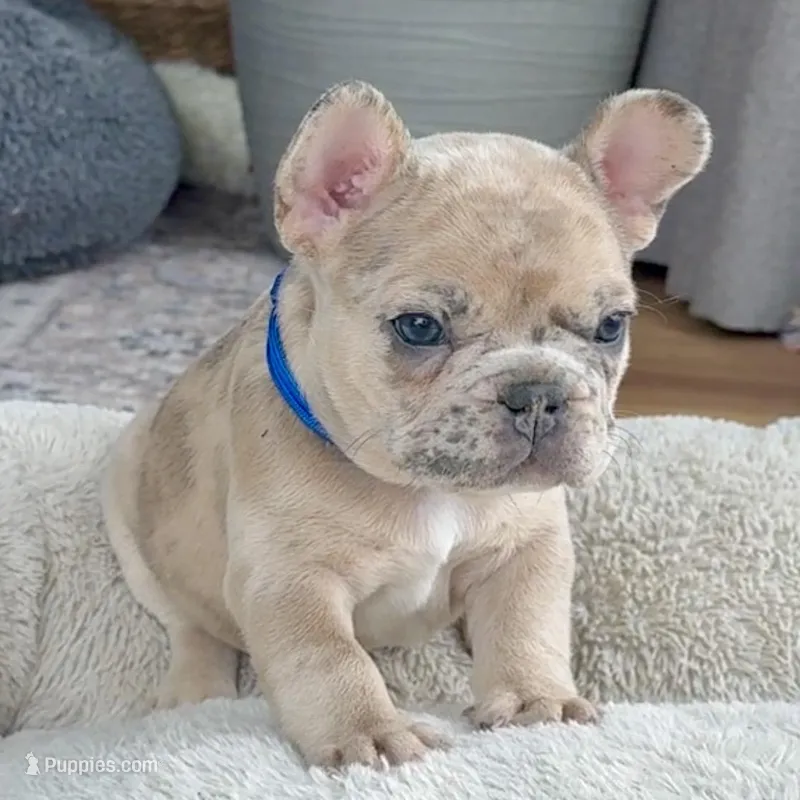 Breeze – French Bulldog puppy for sale in Mosca, CO