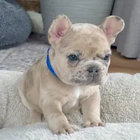 Breeze, a male French Bulldog for sale in Mosca, CO – 9 of 10