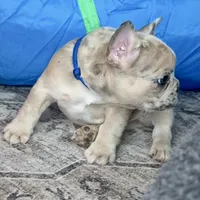 Breeze, a male French Bulldog for sale in Mosca, CO – 8 of 10