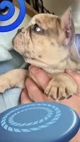 Breeze, a male French Bulldog for sale in Mosca, CO – 5 of 10